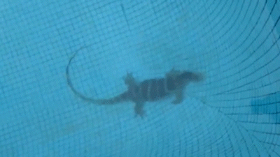 Con vật lạ xuất hiện ở hồ bơi căn hộ ở phường Thảo Điền, TP Thủ Đức