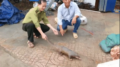 Người dân ở TP Thủ Đức và Bình Tân liên tiếp bắt được 2 con vật quý