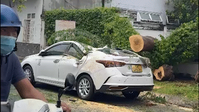 Cây phượng bật gốc trong cơn mưa, đè trúng ô tô ở Quận 12