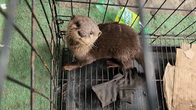 Người đàn ông ở Thủ Đức bắt được rái cá quý hiếm ngay trước cửa nhà