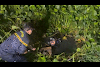 Video cảnh sát lặn tìm két sắt trong vụ nhóm trộm dùng đèn pin vô hiệu hóa camera