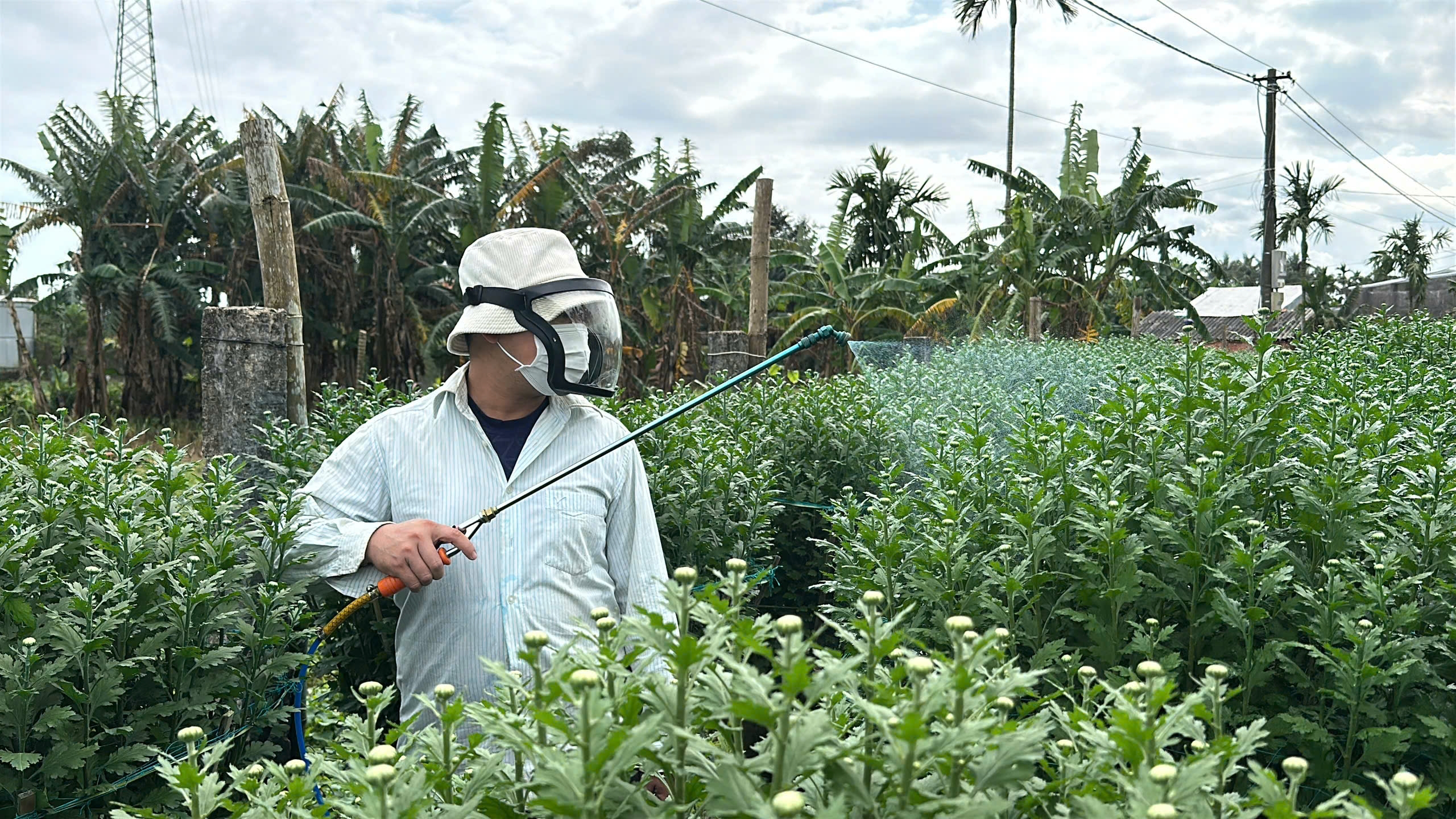 Vắng khách mua, người trồng hoa cúc Tết ở Quảng Ngãi như 'ngồi trên đống lửa'