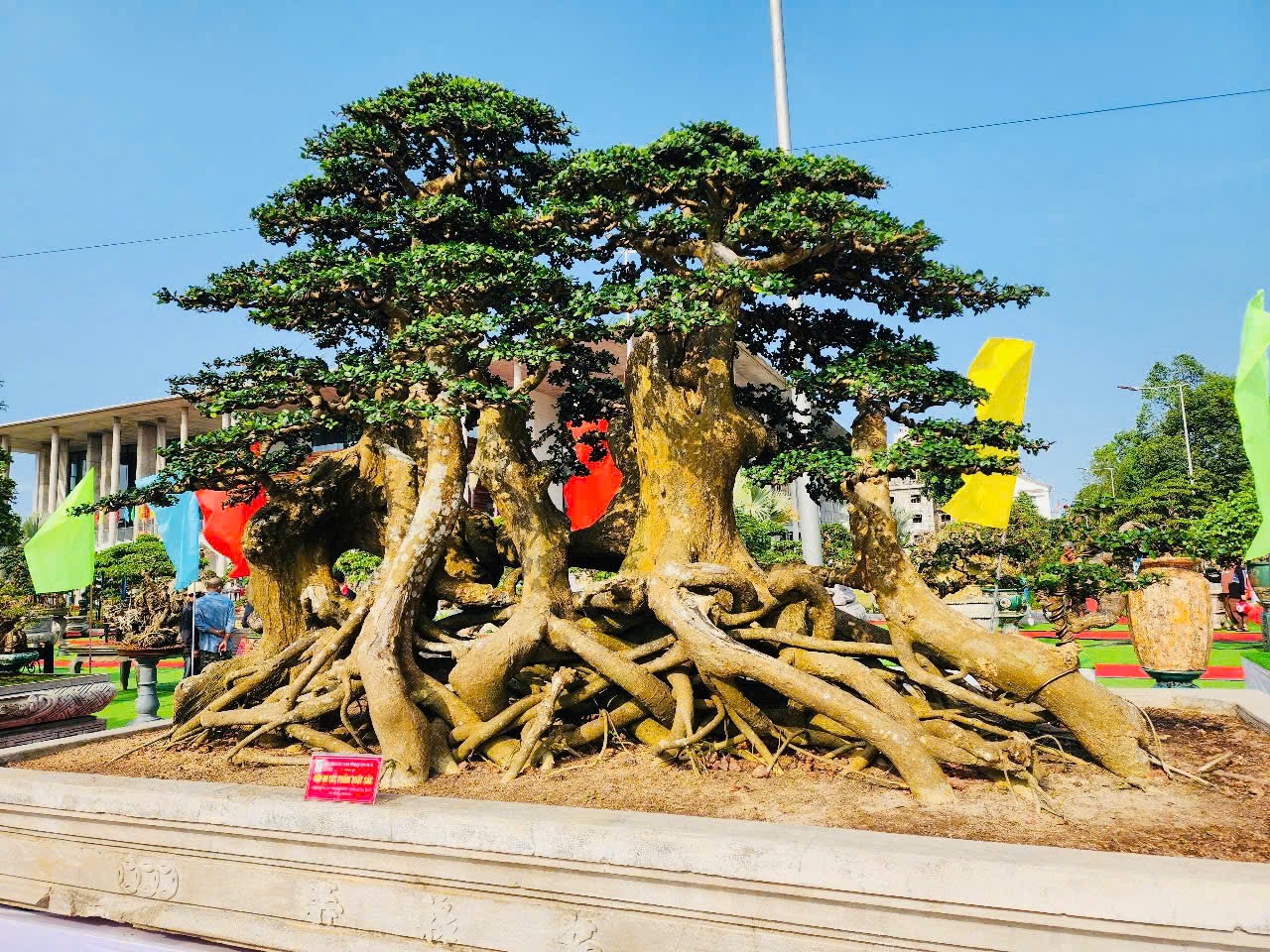 1.000 cây bonsai siêu độc lạ so tài tại Quảng Ngãi