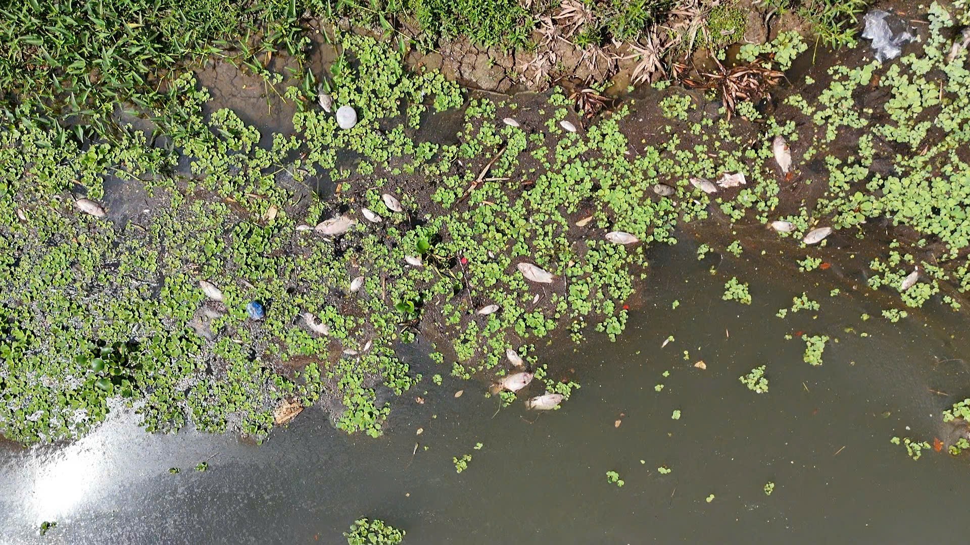 Quảng Ngãi: Cá chết hàng loạt, nổi trắng sông Bàu Giang