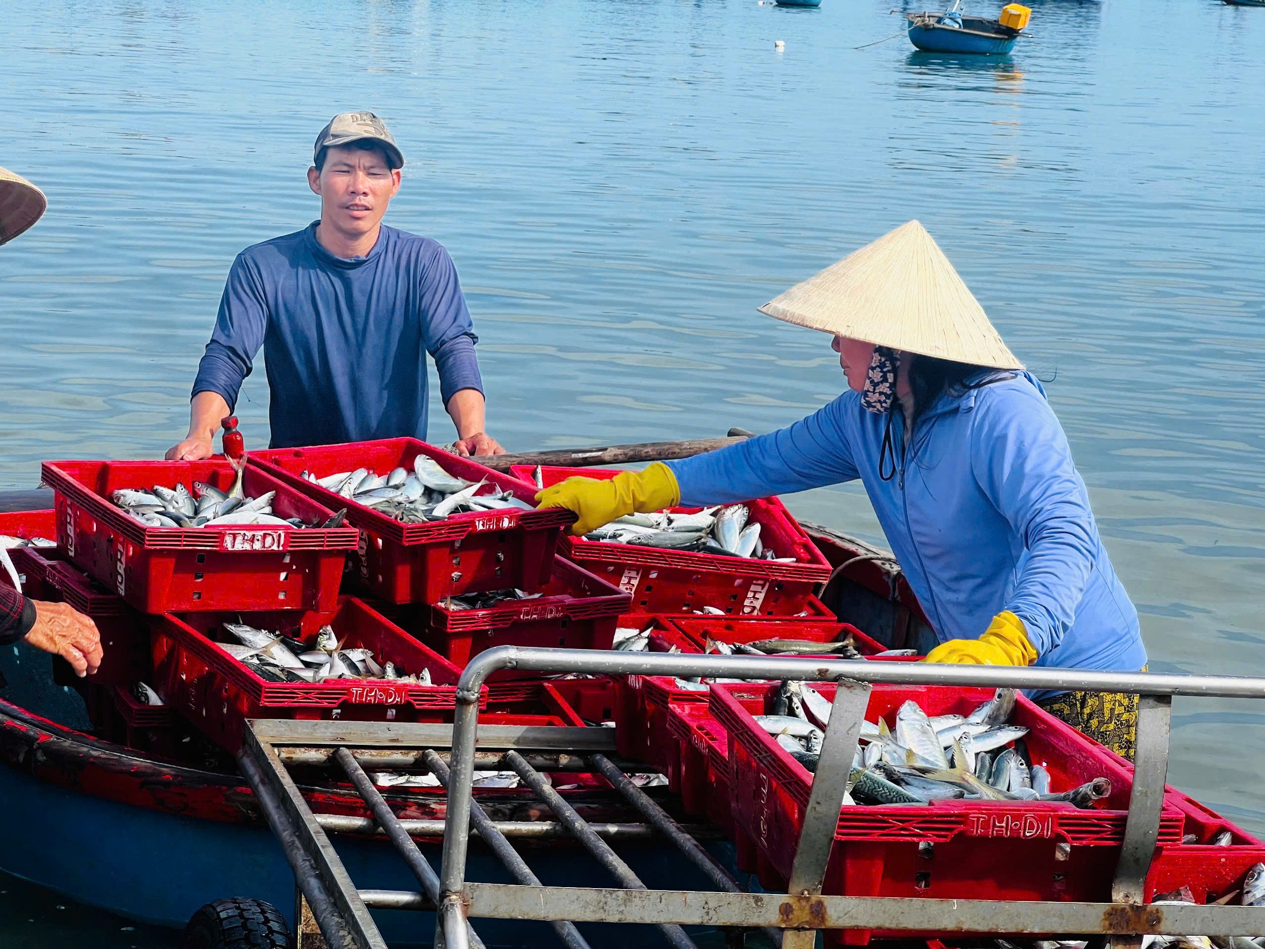 Ngư dân Quảng Ngãi tất bật vào mùa cá nục