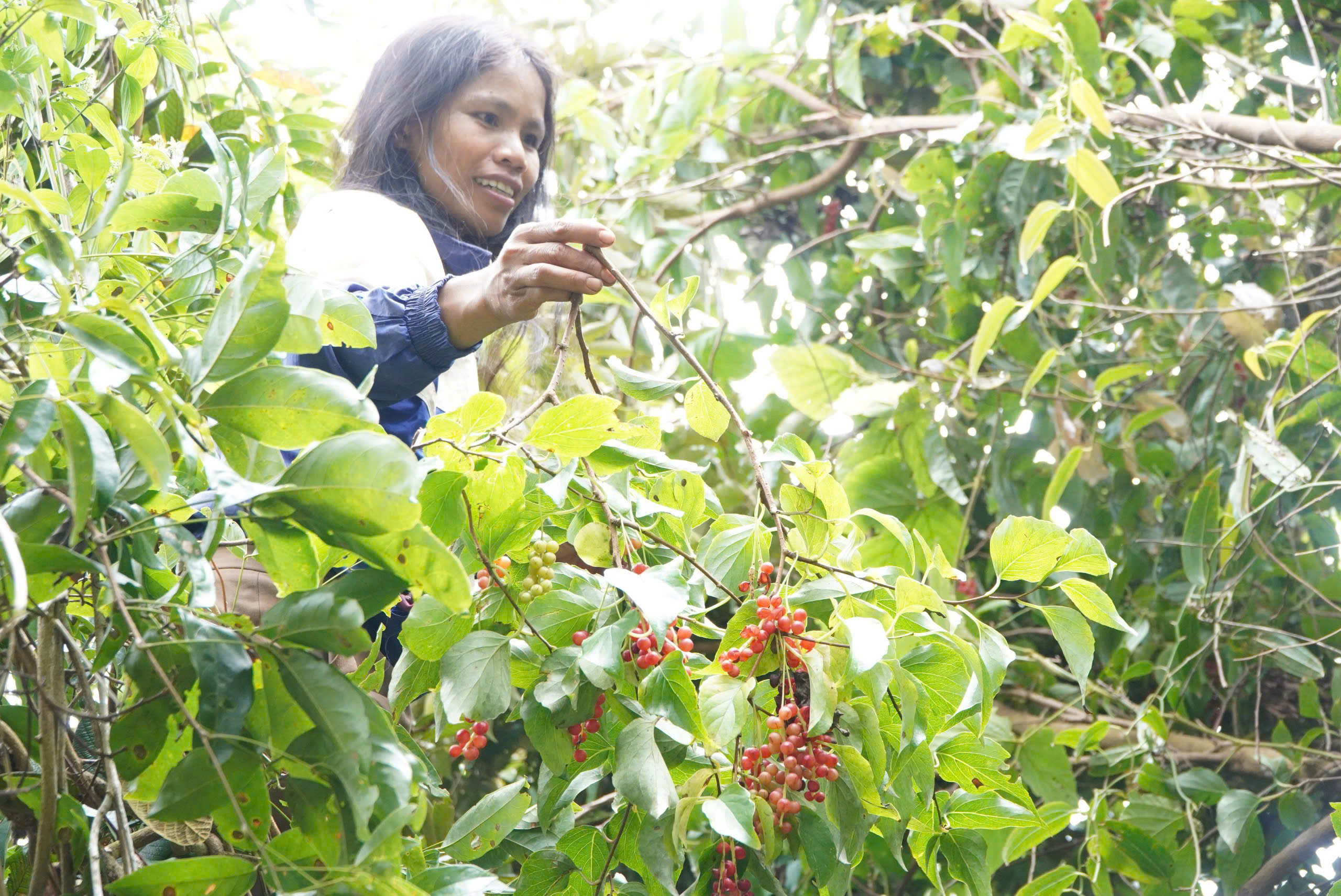Theo chân người Xơ Đăng lên rừng hái 'hạt ngọc trời', kiếm tiền triệu mỗi ngày