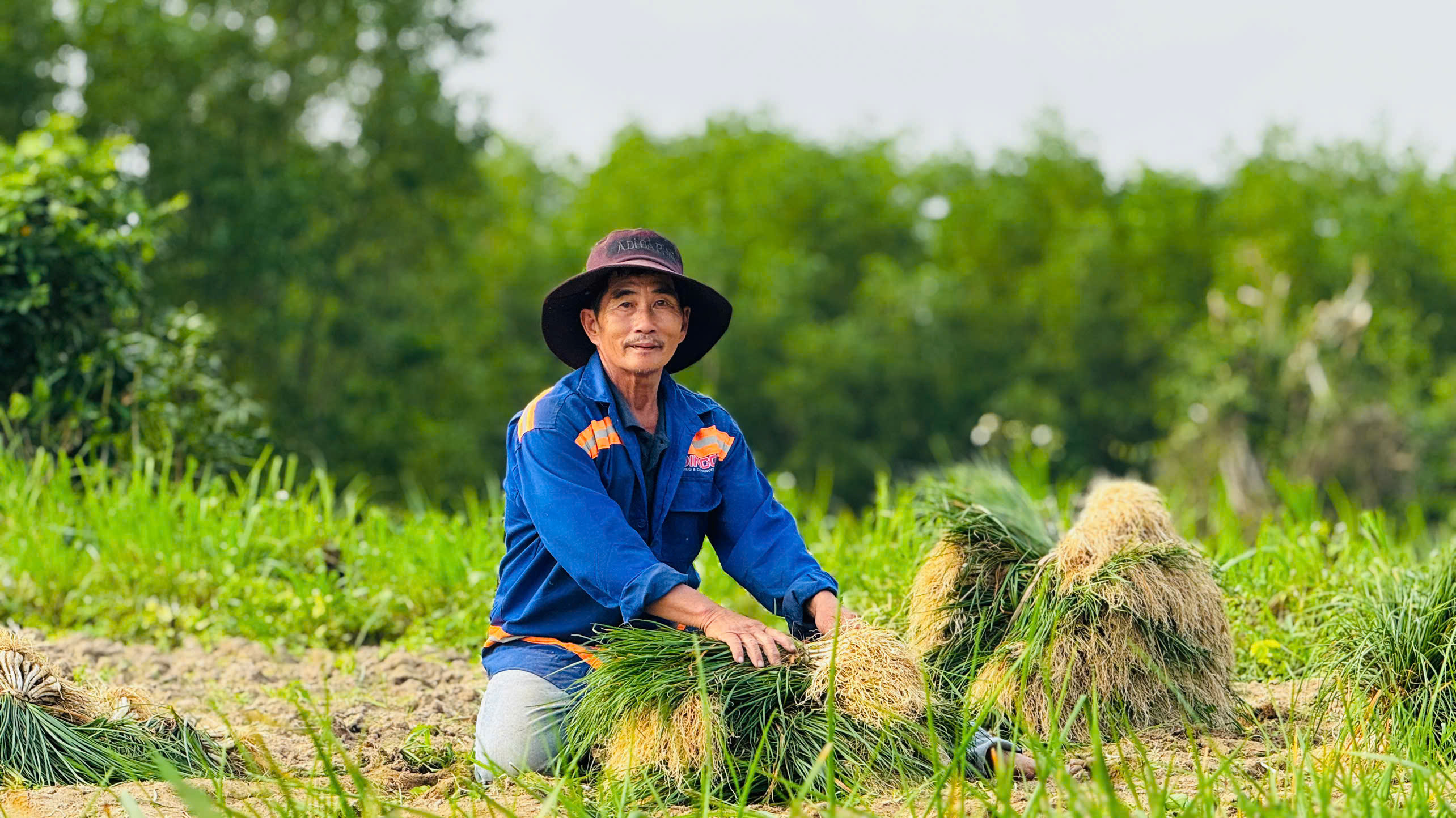 Nông dân 'thủ phủ' kiệu ở Quảng Ngãi phấn khởi đón Tết khi được mùa, giá cao