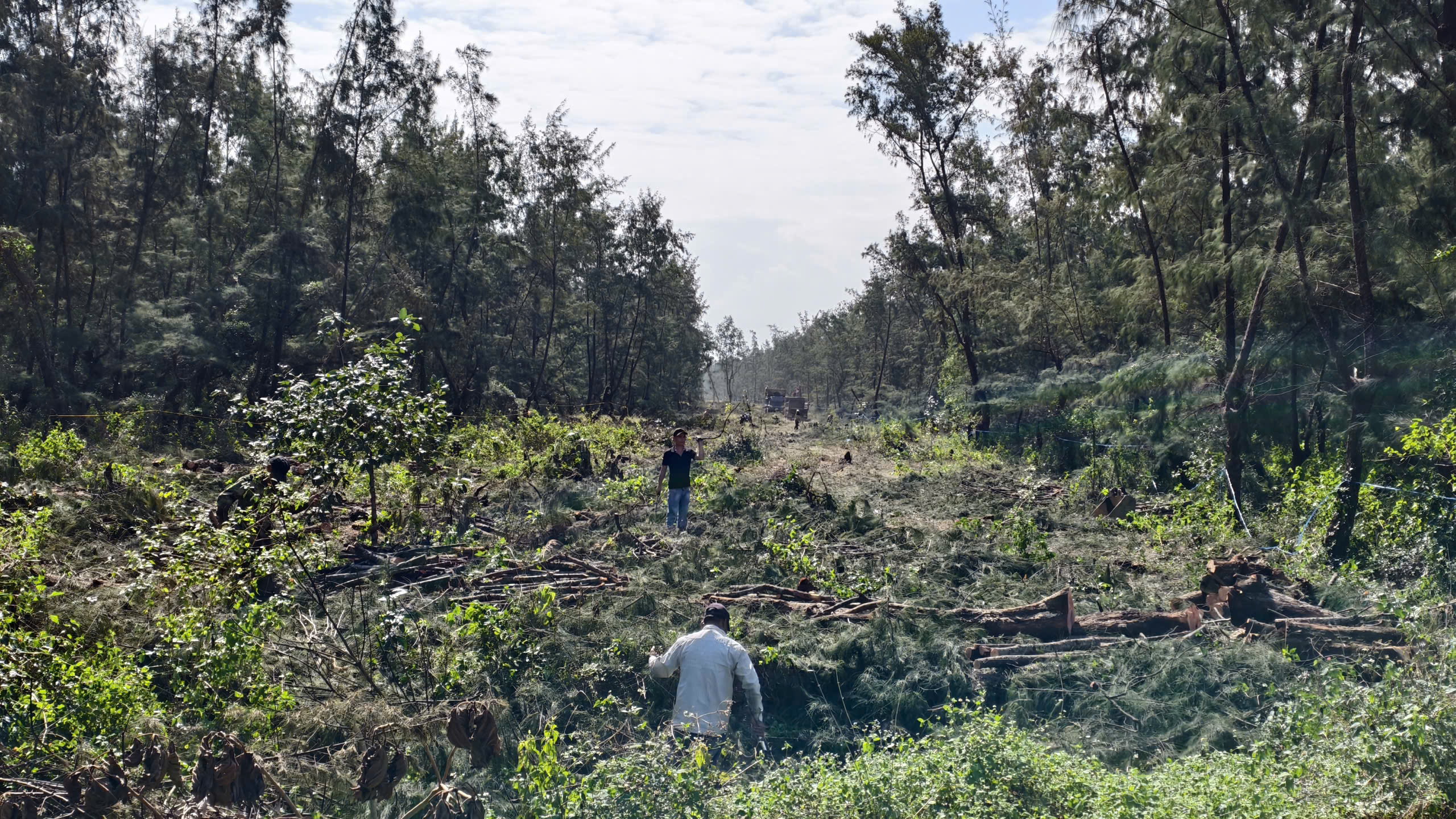 Đốn hạ gần 400 cây phi lao để mở đường ven biển Quảng Ngãi