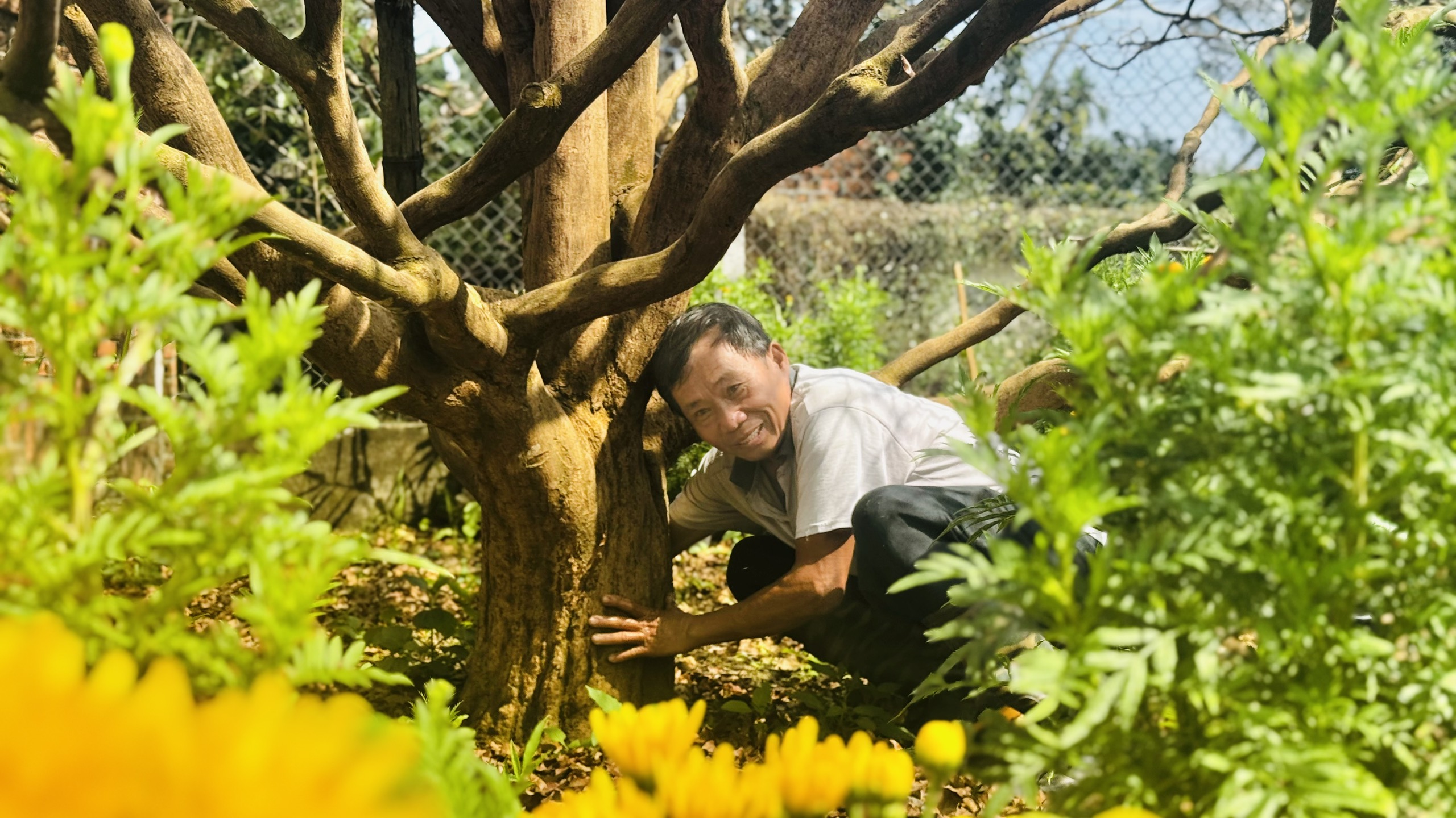 Cây mai 70 năm tuổi ở Quảng Ngãi được 'hét giá' 3,5 tỉ đồng