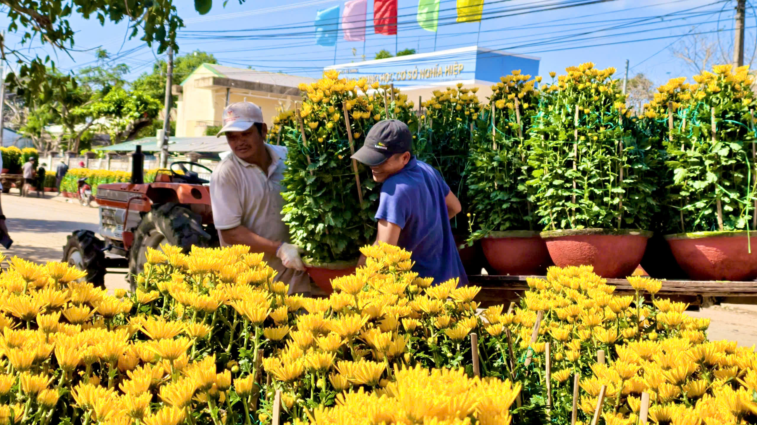 Làng hoa cúc Nghĩa Hiệp rực vàng, theo xe thương lái đi khắp miền Trung