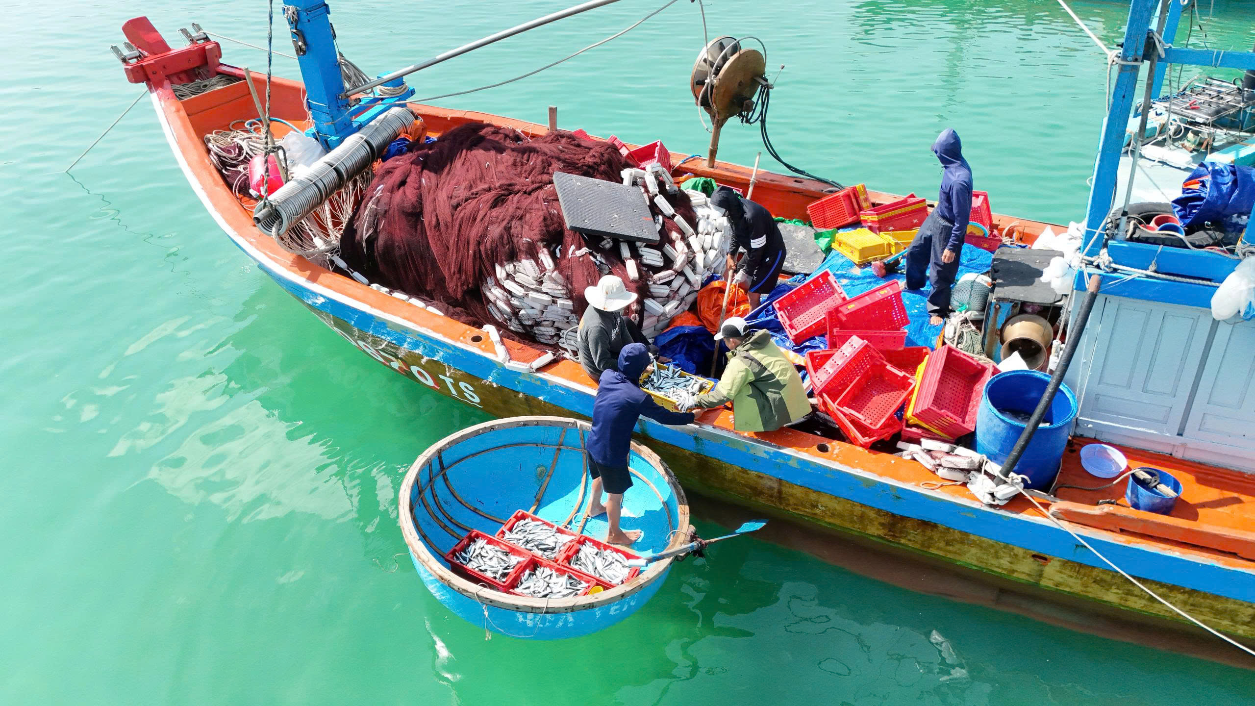 Ngư dân Quảng Ngãi trúng đậm mùa cá nục chính vụ