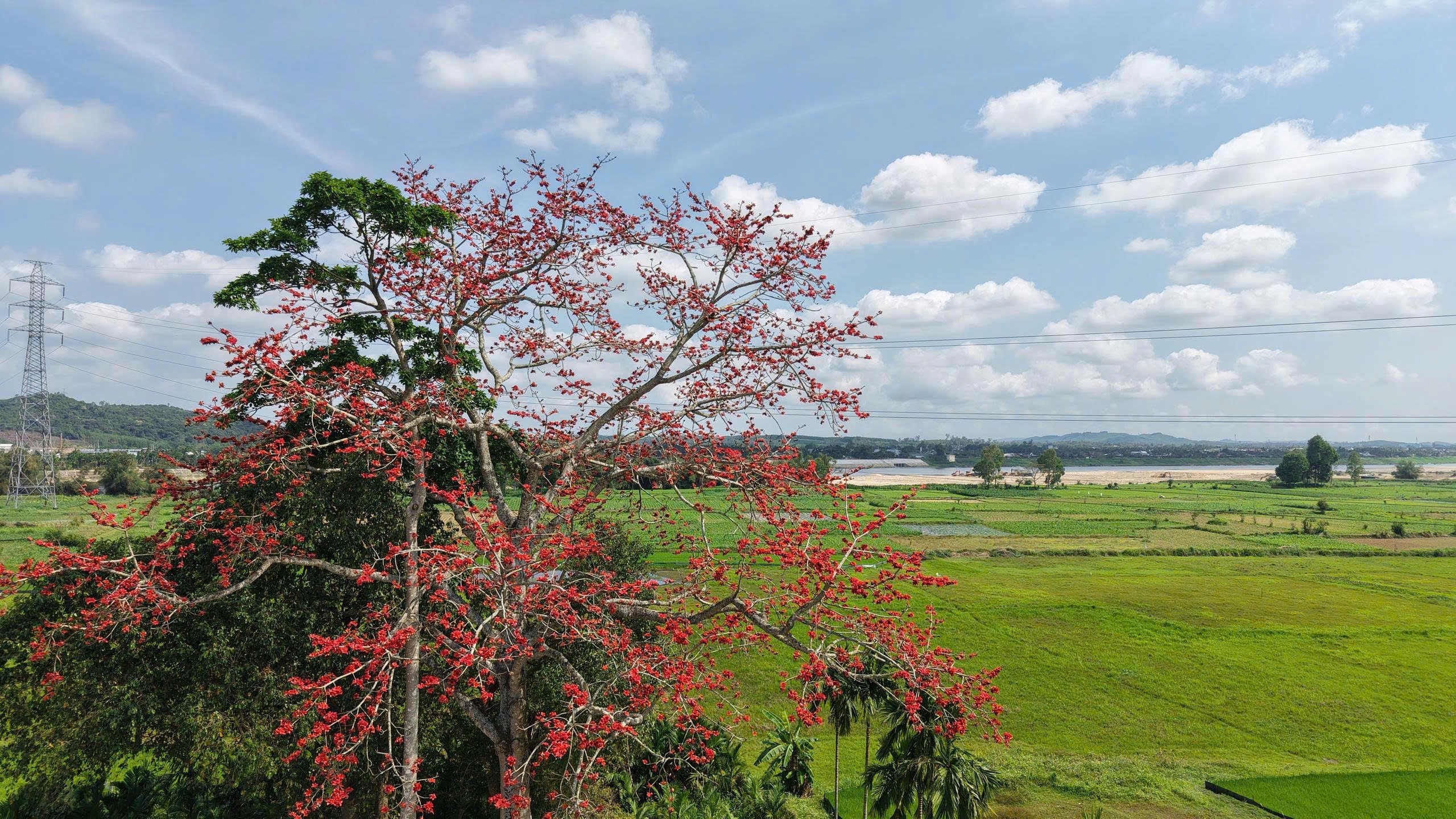 Ngắm cây gạo trăm năm tuổi ở Quảng Ngãi nở hoa đỏ rực bên sông Trà Khúc