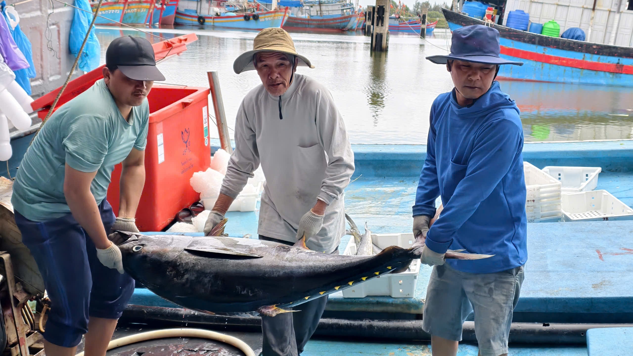 Ngư dân Quảng Ngãi khui hầm cá ngừ đại dương, 3-4 người khiêng không xuể