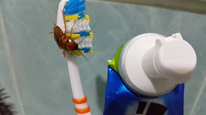 Có cần làm ướt bàn chải trước khi đánh răng?