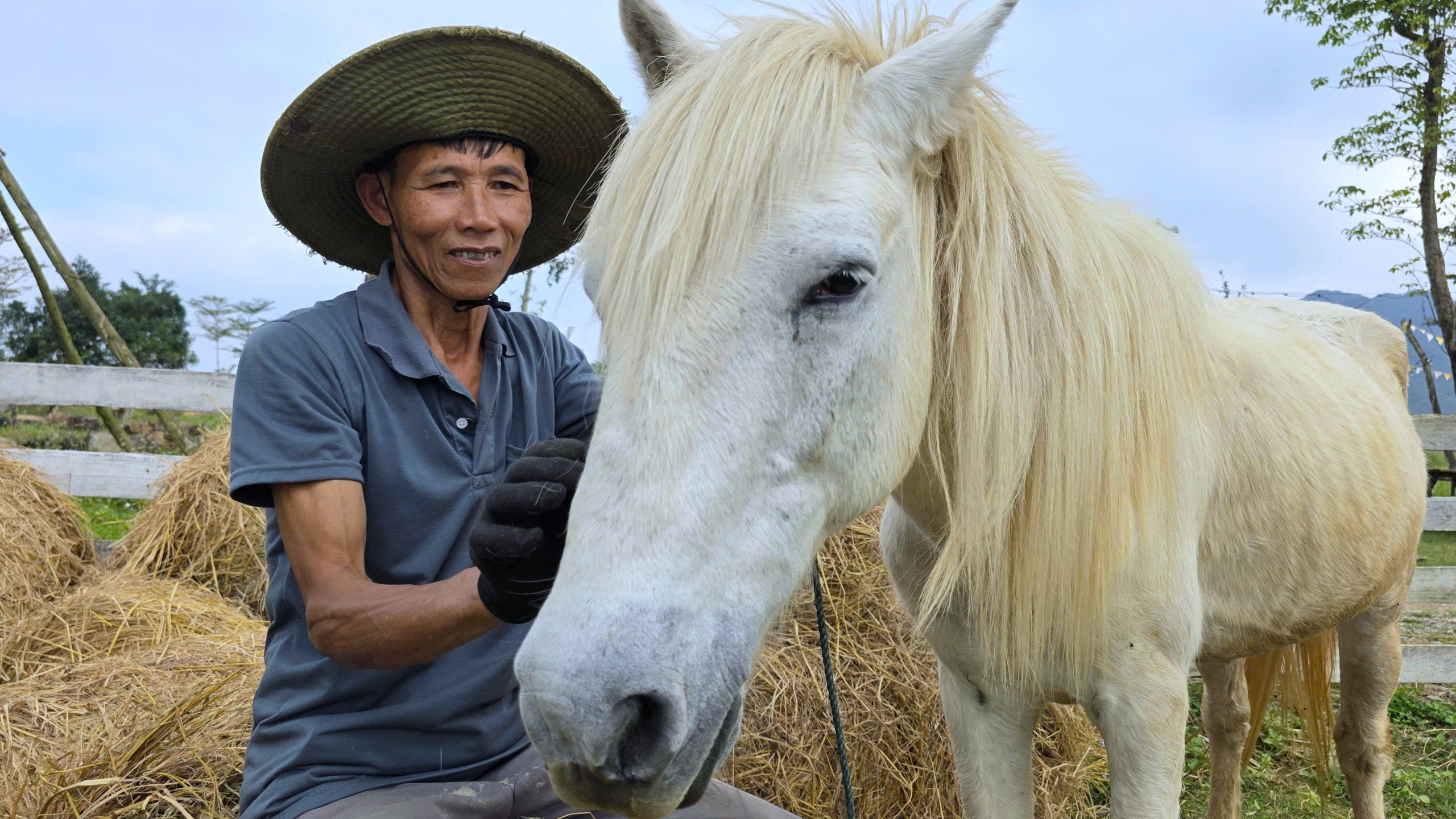 Chuyện về chú ngựa trắng 8 tuổi phục vụ du lịch giữa sông núi Phong Nha 