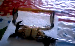 Cua “tập tạ“