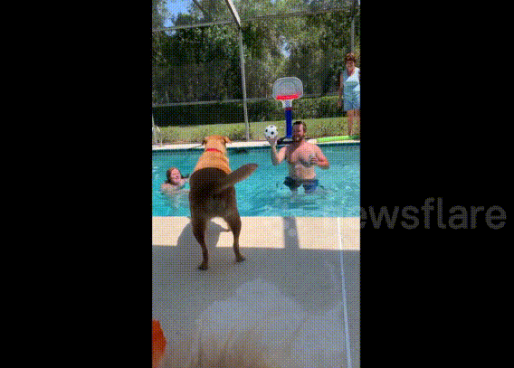 Thích thú xem chó chơi bóng rổ điệu nghệ như Michael jordan