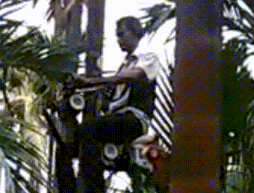 Video: Độc đáo xe máy leo cây chỉ trong 1 nốt nhạc