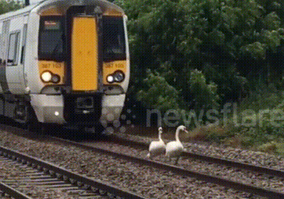 Video: Tàu hỏa trễ 30 phút vì nhường đường ray cho thiên nga