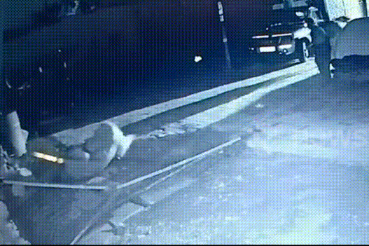 Video: Nông dân đuổi sư tử cứu đàn bê chỉ với một cây gậy