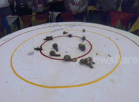 Nín thở theo dõi giải đua ốc sên thế giới