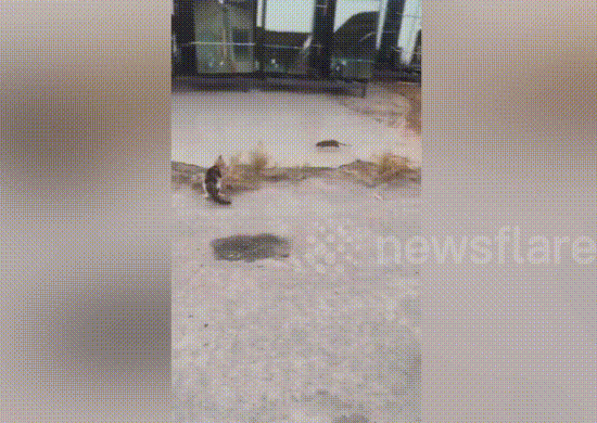 Sốc: Chuột rượt mèo