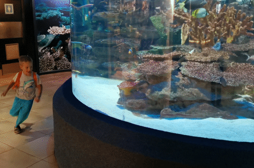 Hài hước chú cá rượt đuổi cậu bé quanh bể cá