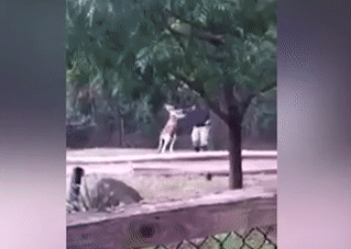 Kangaroo hung dữ tấn công nhân viên vườn thú