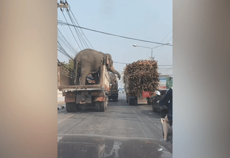 Hài hước voi ăn cắp mía khi chờ đèn đỏ