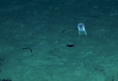 Phát hiện loài sứa lược mới, nhìn như khinh khí cầu