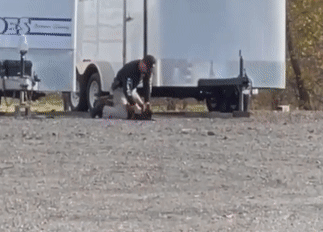 Sĩ quan Mỹ bị điều tra vì đánh chó nghiệp vụ K9