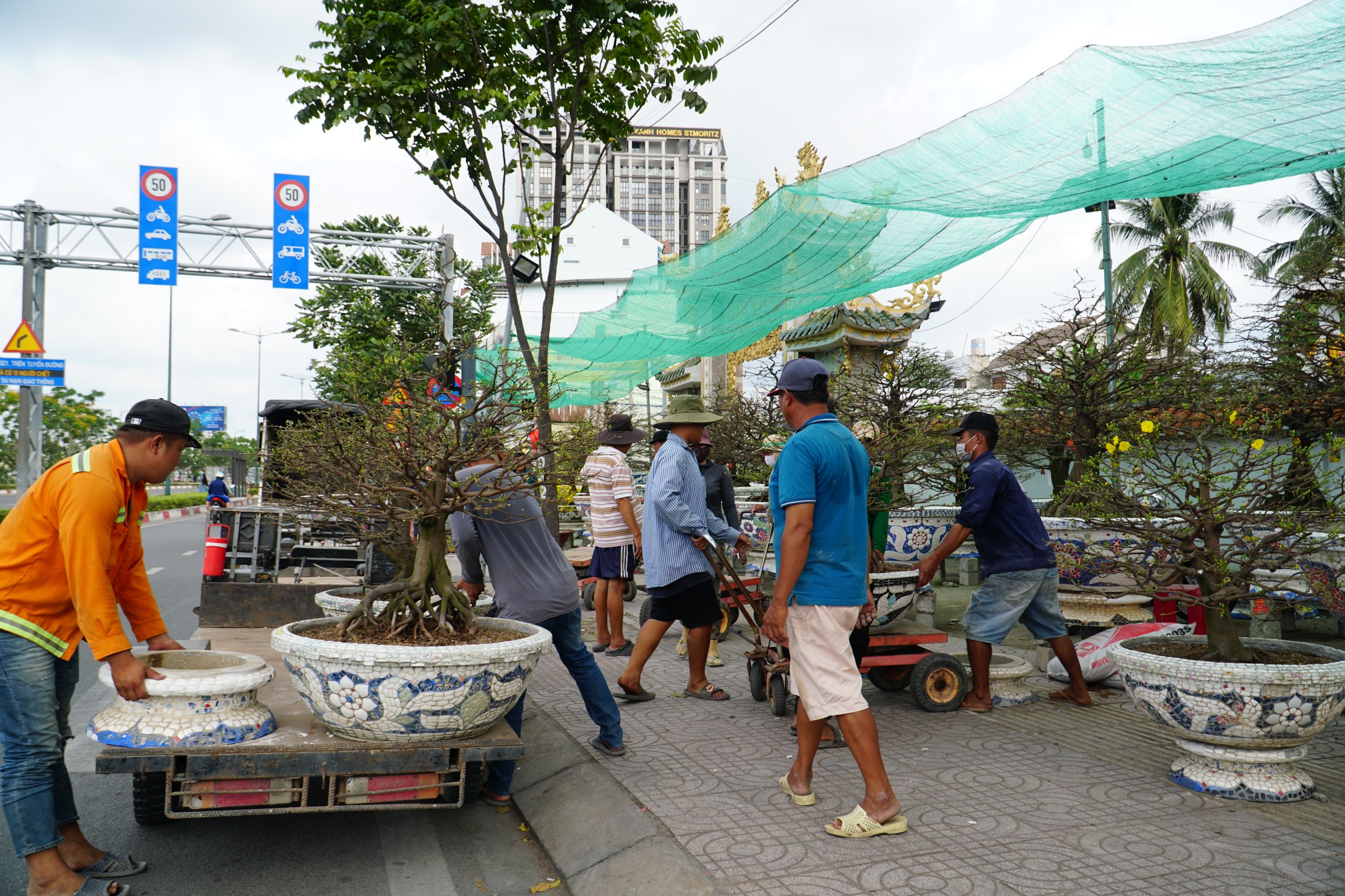 Mai vàng 'bạc tỉ' kéo nhau xuống phố, nhà vườn thấp thỏm vì thời tiết thất thường