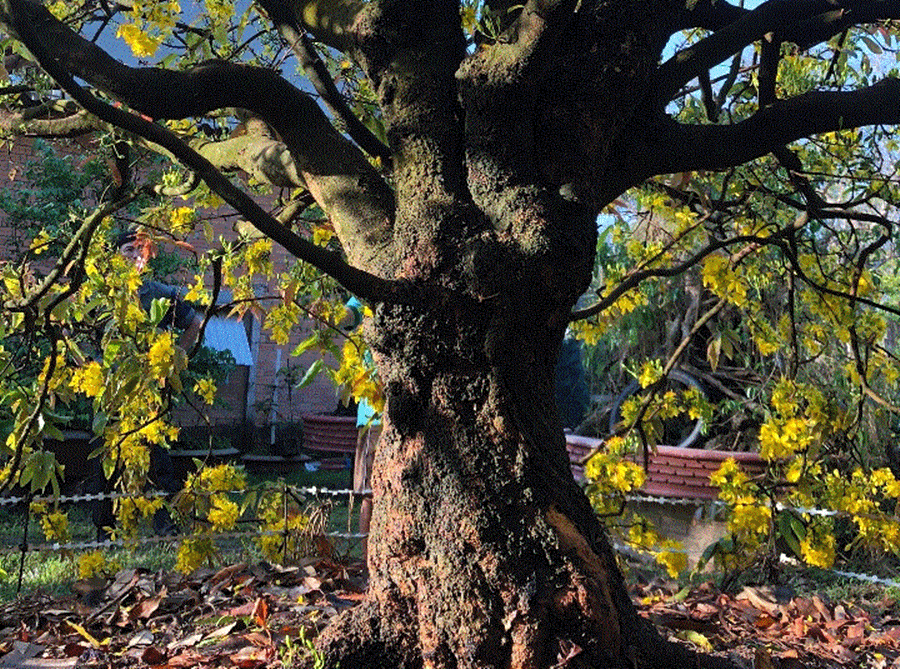 cay-mai-co-thu (1).gif