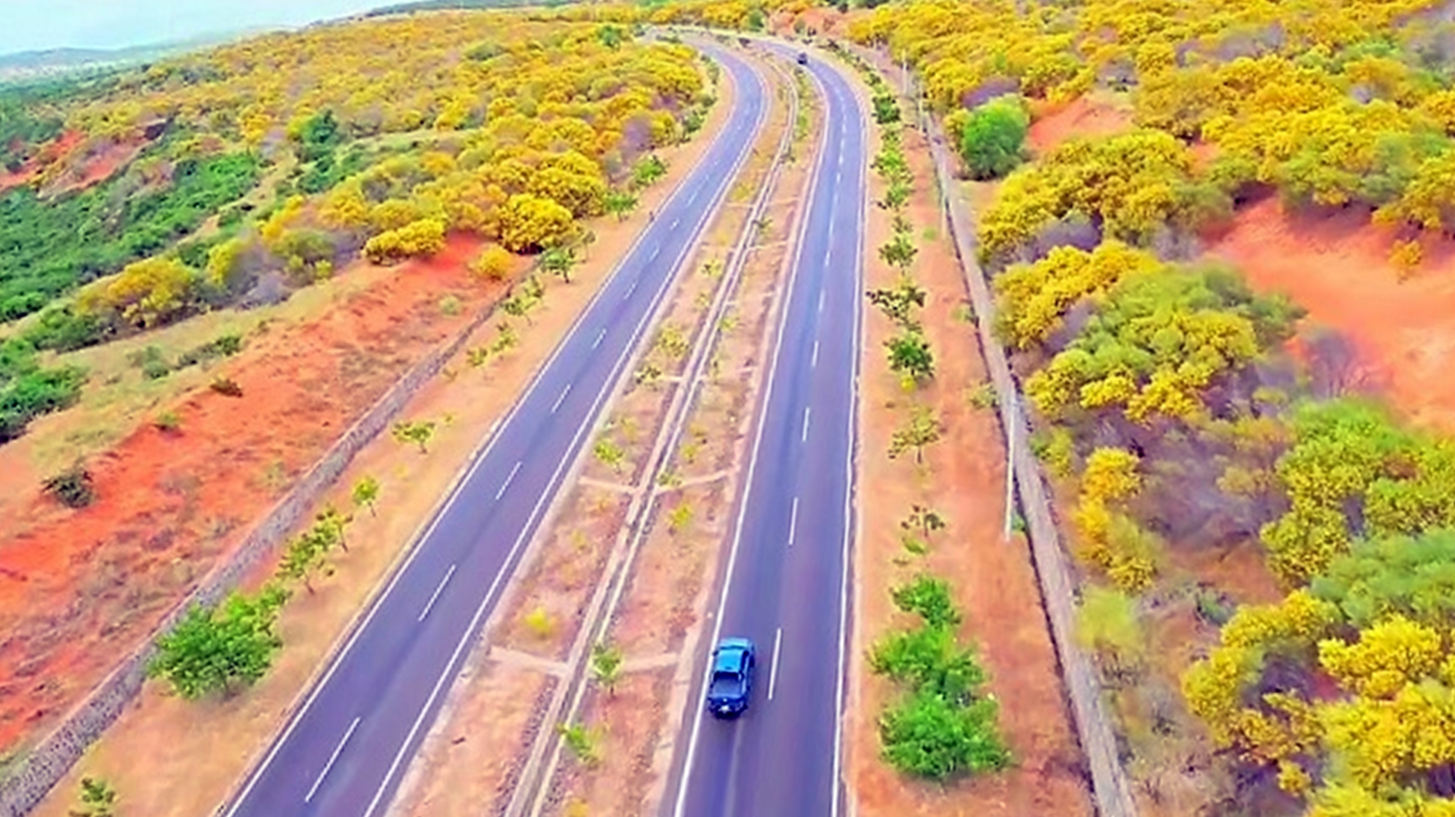 Hoa tràm rộ vàng cung đường ven biển đẹp nhất Việt Nam