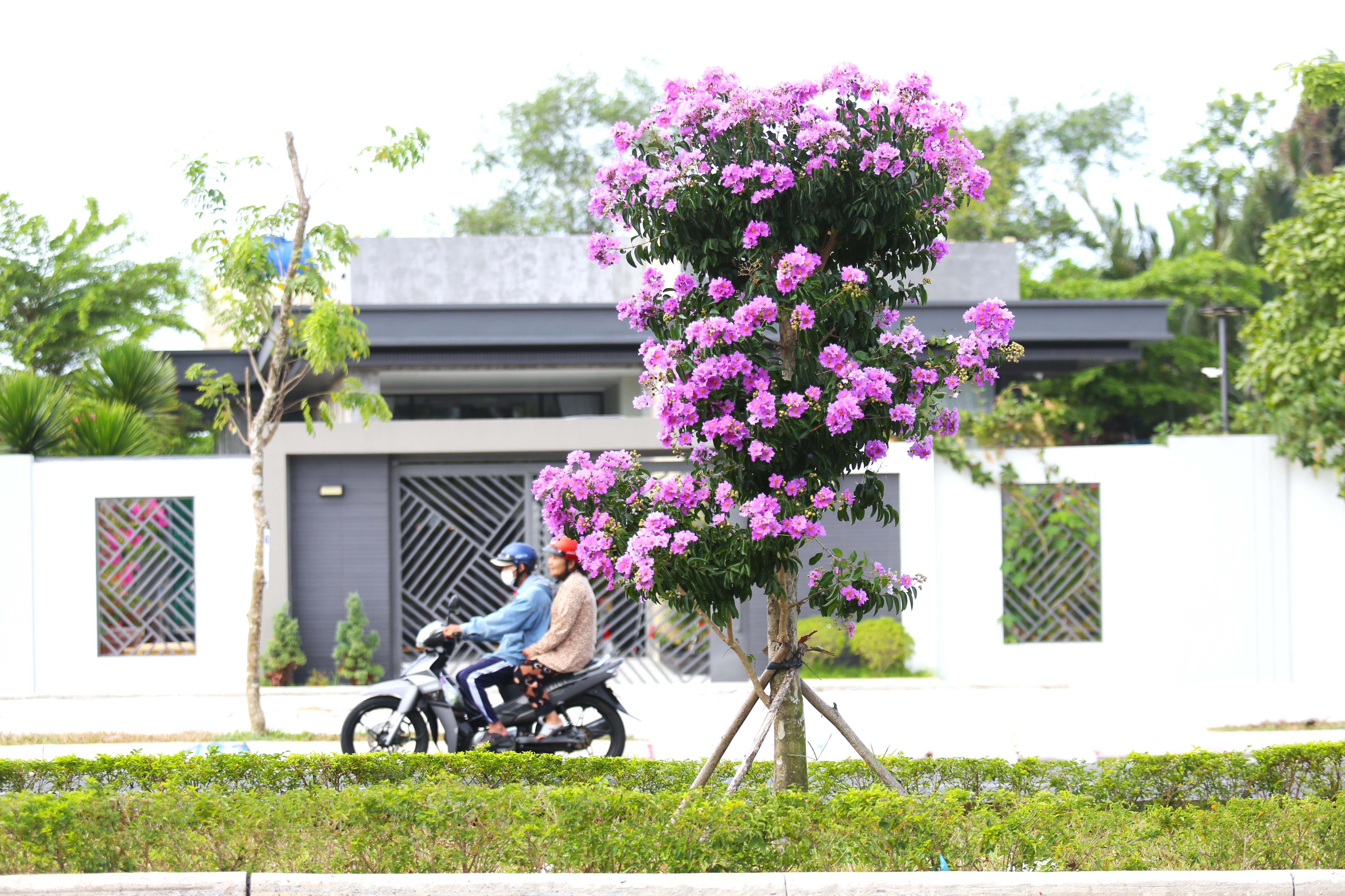 Ngắm hoa bằng lăng khoe sắc tím giữa lòng phố xứ dừa