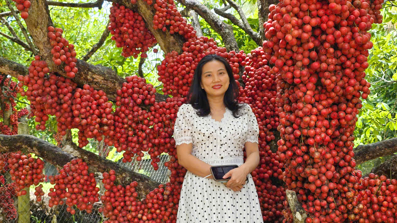 Vườn dâu da đỏ rực ở Gia Lai, thu hút hàng ngàn lượt khách đến check in