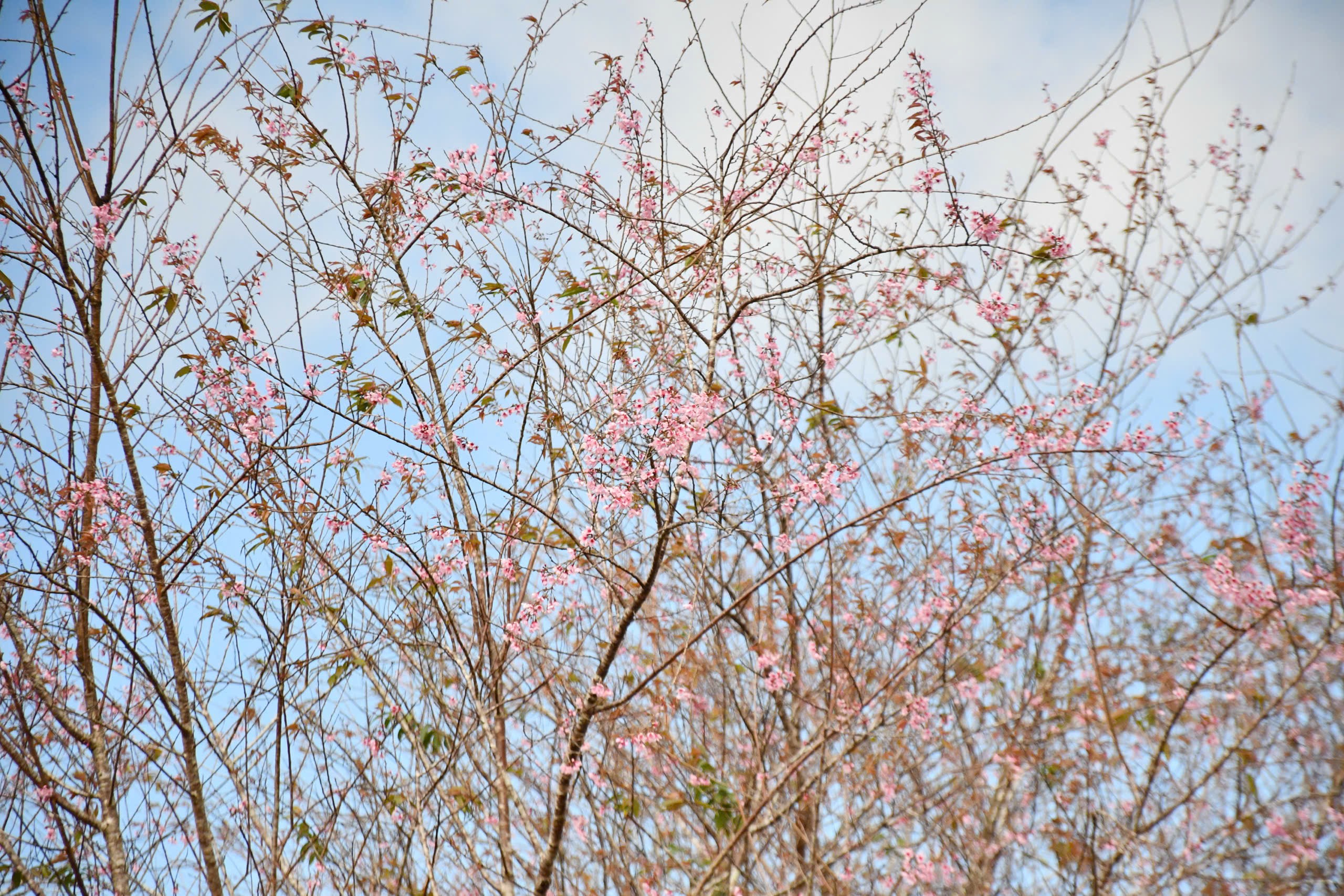Sắc hồng hoa anh đào ngập tràn Măng Đen