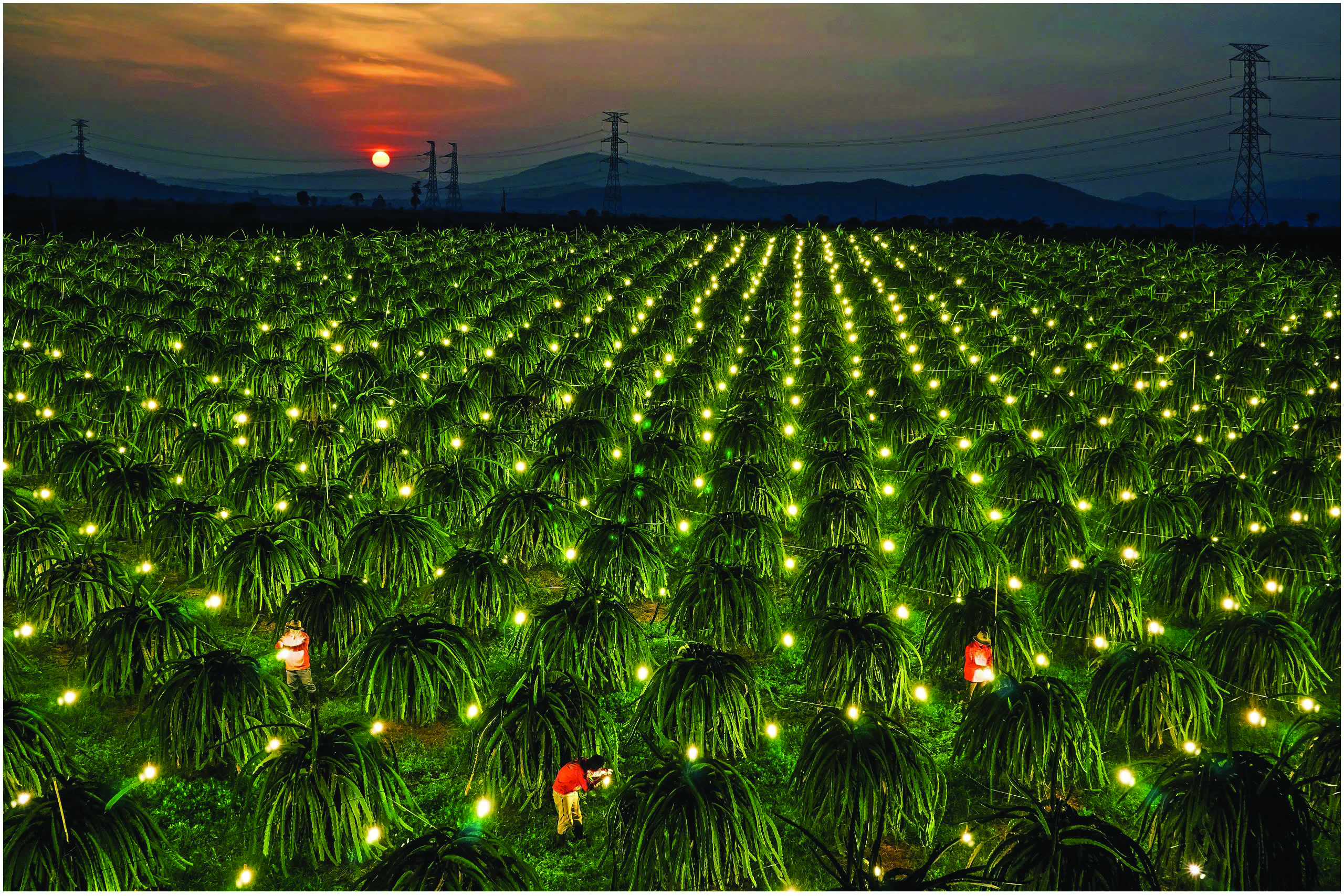 Sự tích cánh đồng ánh sáng