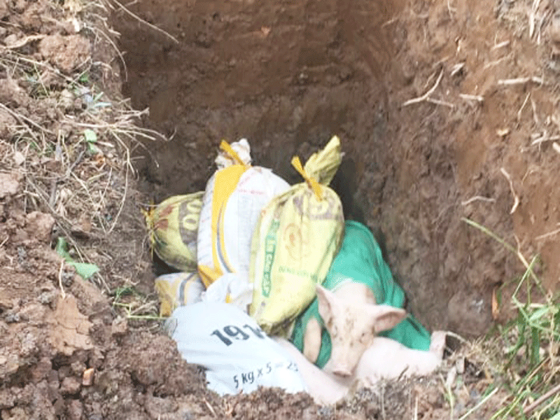 Bến Tre phát hiện 'ổ' bệnh heo tai xanh