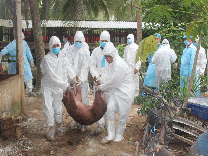 Tiêu hủy 54 con heo bị dịch tả heo châu Phi tại Bến Tre