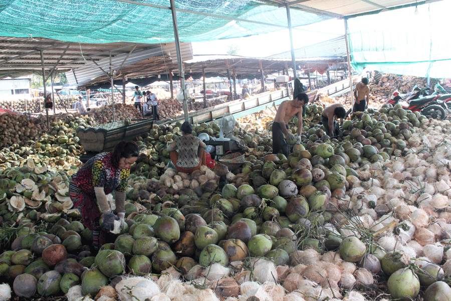 Trung Quốc siết chặt nhập khẩu, dừa khô Bến Tre rớt giá thê thảm 