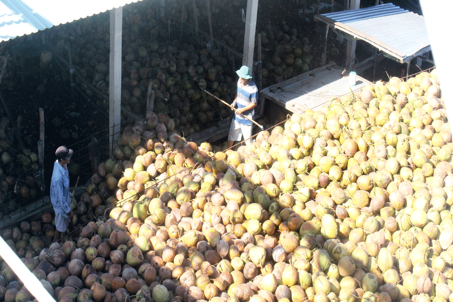 Người trồng dừa gặp khó trong tiêu thụ dừa trái