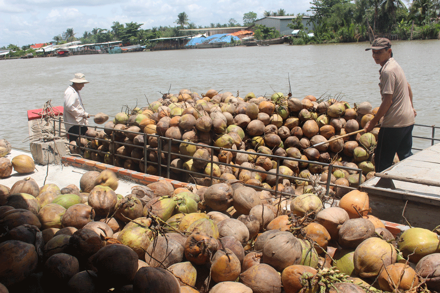 Dừa khô bán giá 'rẻ bèo' vẫn ế, nông dân khóc ròng