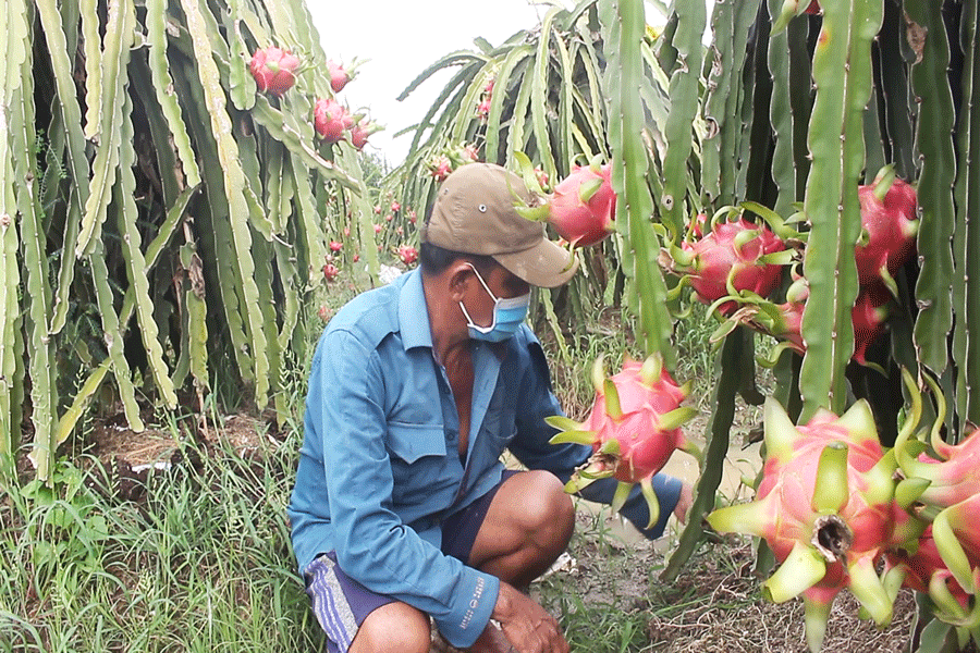 Cơ giới hóa sản xuất cây ăn trái ĐBSCL: Tiết kiệm chi phí, tăng hiệu quả