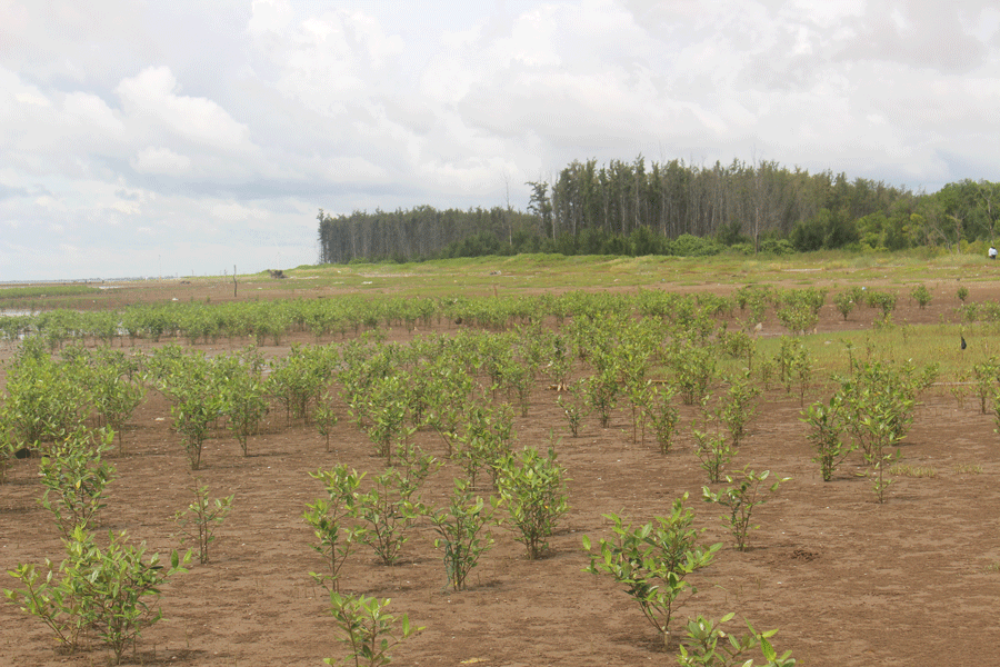 Sau gần 2 năm đưa vào sử dụng, công trình kè giảm sóng đã tạo được bồi, cây rừng tự nhiên phục hồi. Ảnh: Đ.HÀ