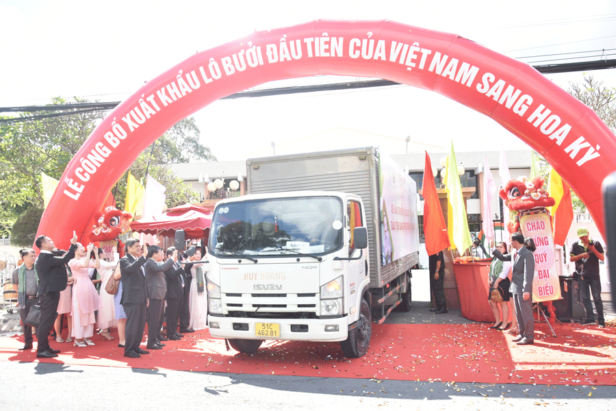 Lô bưởi đầu tiên chính thức xuất khẩu sang Hoa Kỳ. Ảnh: MĐ