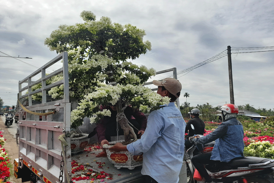 Đưa hoa đi tiêu thụ Tết. Ảnh: Đ.HÀ