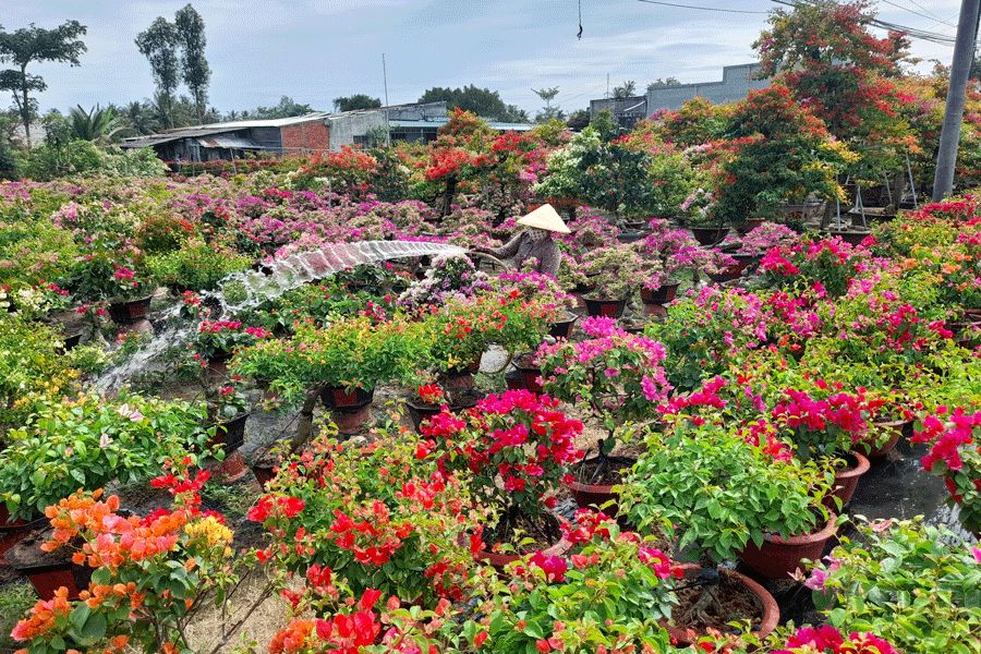 Làng hoa giấy Phú Sơn những ngày cận Tết. Ảnh: Đ.HÀ