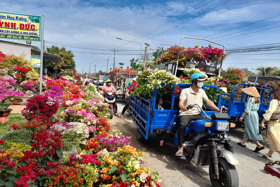 Làng hoa giấy Phú Sơn tấp nập xe cộ đến chở hoa đi tiêu thụ Tết. Ảnh: Đ.HÀ