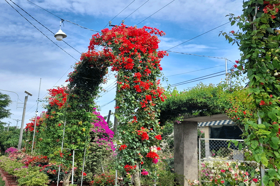 Hoa giấy được uốn tỉa với kiểu dáng hình cổng hoa. Ảnh: Đ.HÀ